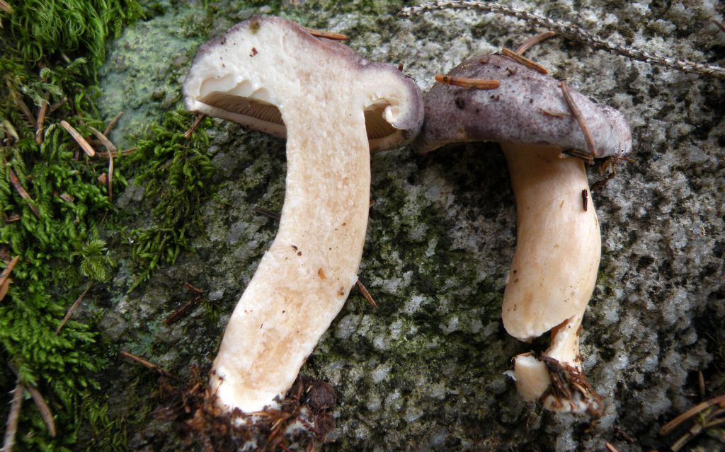 Se c''� la goccia....